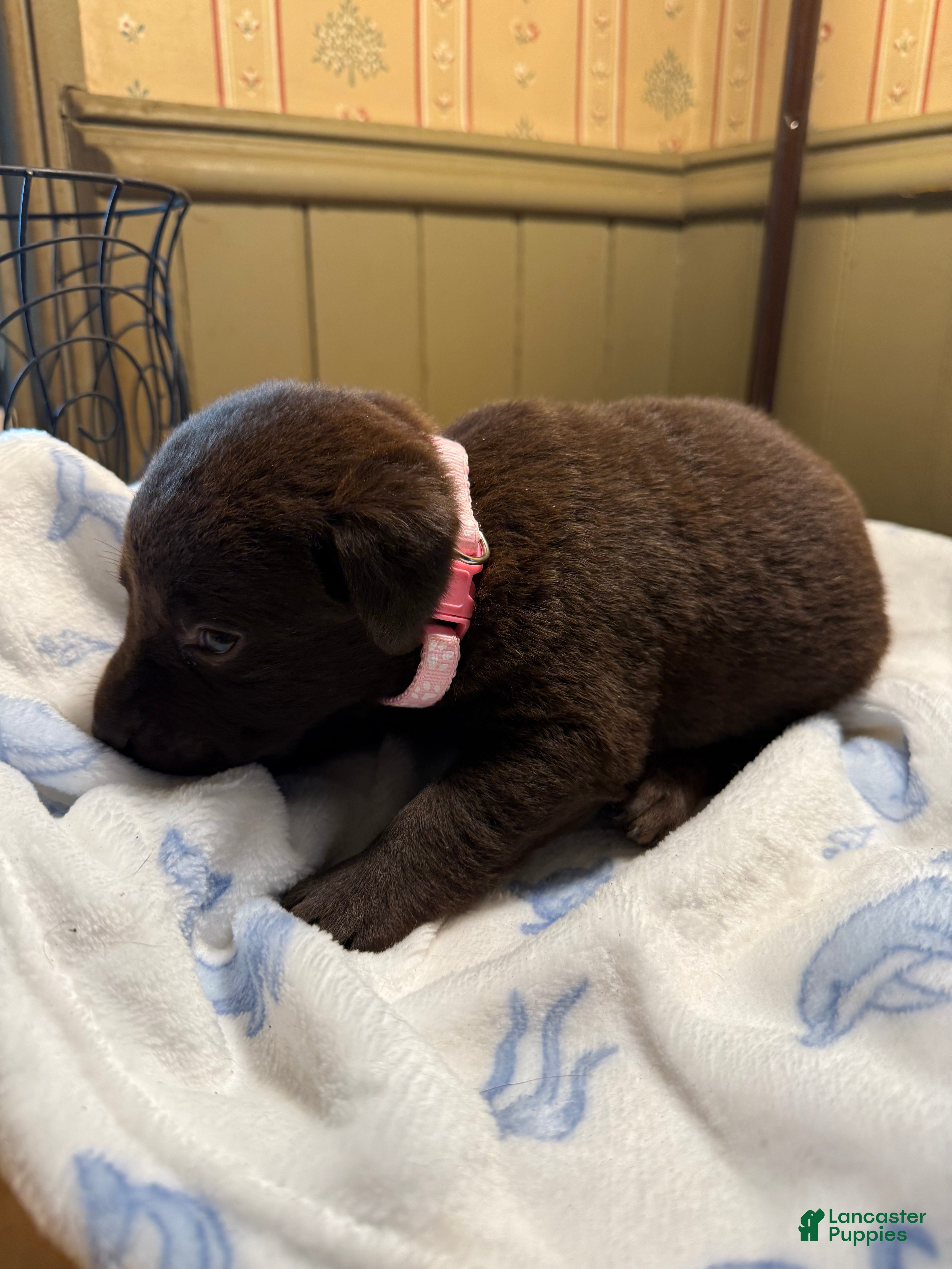 Labrador Retriever dogs Labrador Retriever Puppy 11 LIGHT PINK - Ad 2