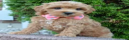 Shihpoo dogs for sale: Sadie - Ad 13