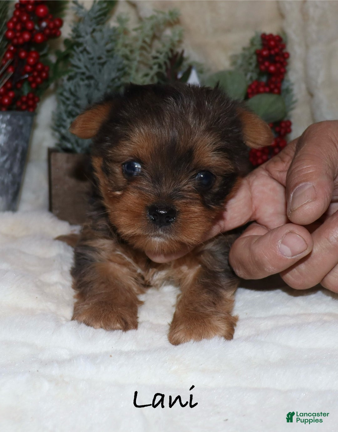 Yorkshire Terrier dogs for sale: Lani - Ad 6