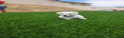 Maltese dogs for sale: 🐾 Adorable Male Maltese Puppy Looking for His Forever Home! 🐾 - Ad 14