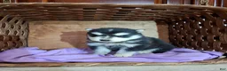 Pomsky dogs for sale: Diamond  - Ad 4
