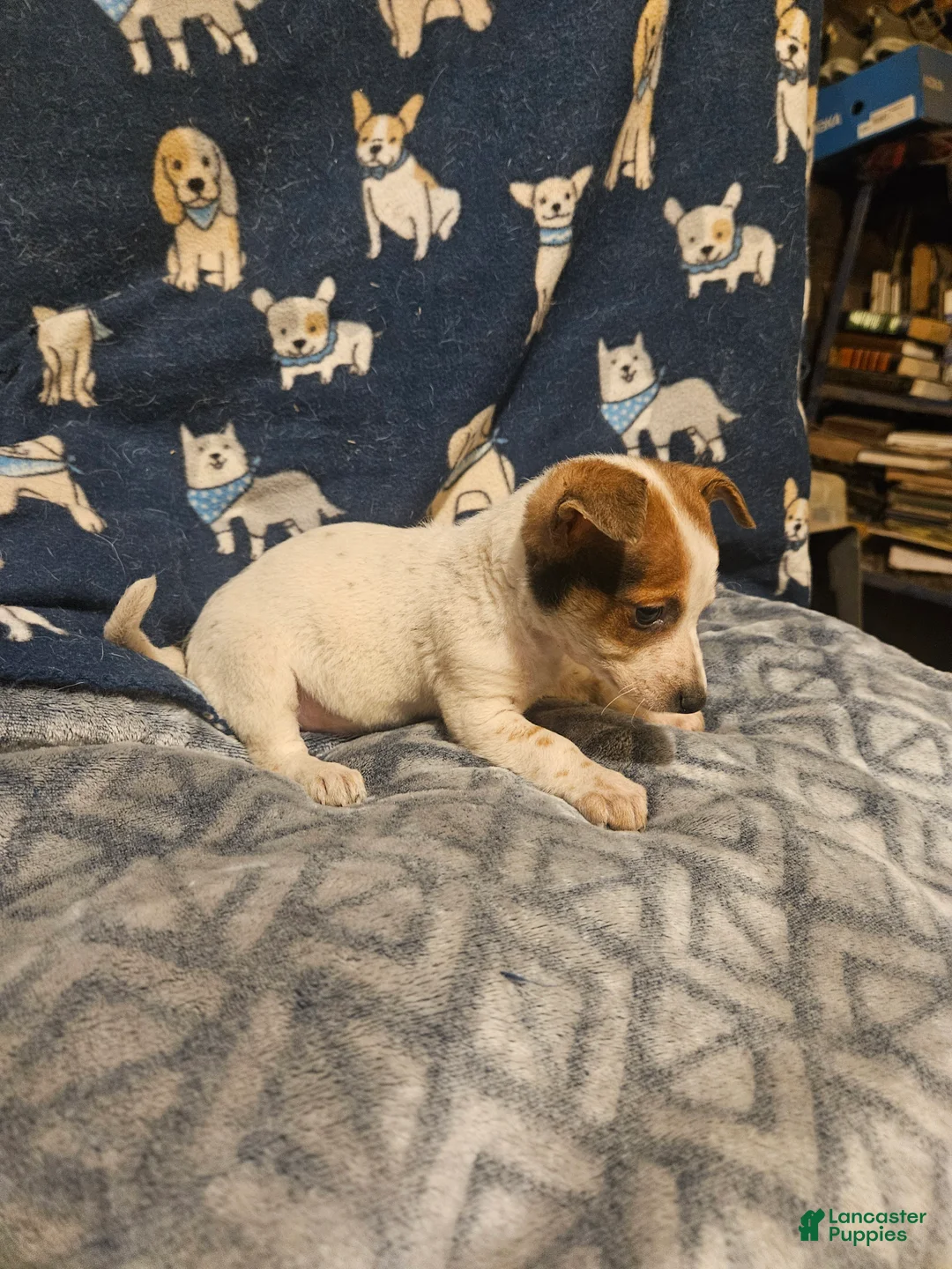 Chihuahua dogs for sale: Princess "6 Lbs./T-Cup" - Ad 2