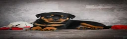 Rottweiler dogs for sale: Layla - Ad 11