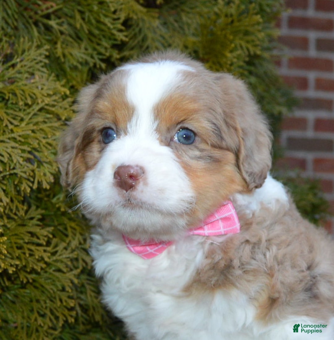 Mini Aussiedoodle dogs for sale: Mini Angel - Ad 14