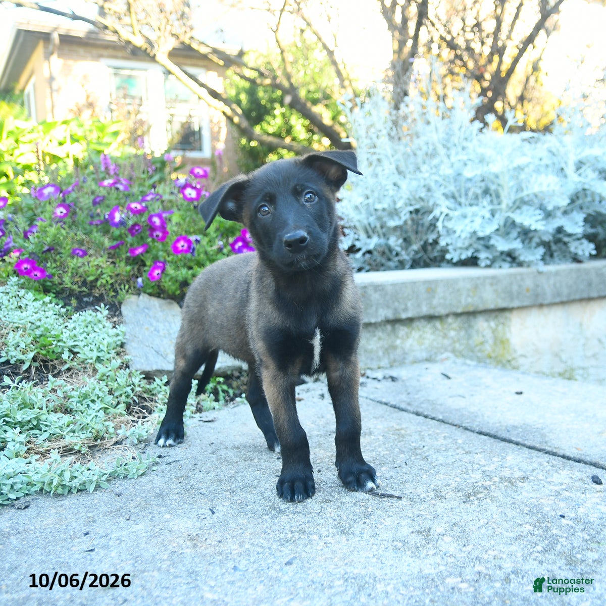 Belgian Malinois dogs Athena - Ad 2