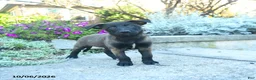 Belgian Malinois dogs for sale: Athena - Ad 2
