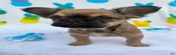 French Bulldog dogs for sale: Fawn girl  - Ad 2