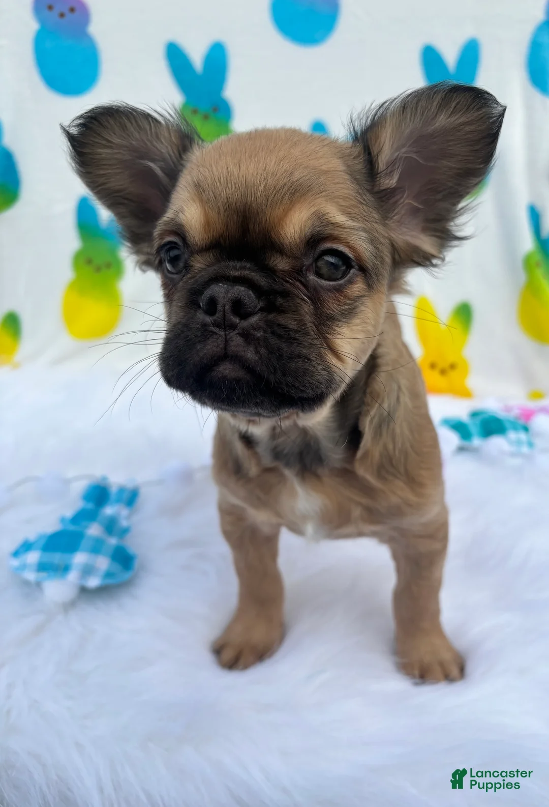French Bulldog dogs for sale: Fawn girl  - Ad 2