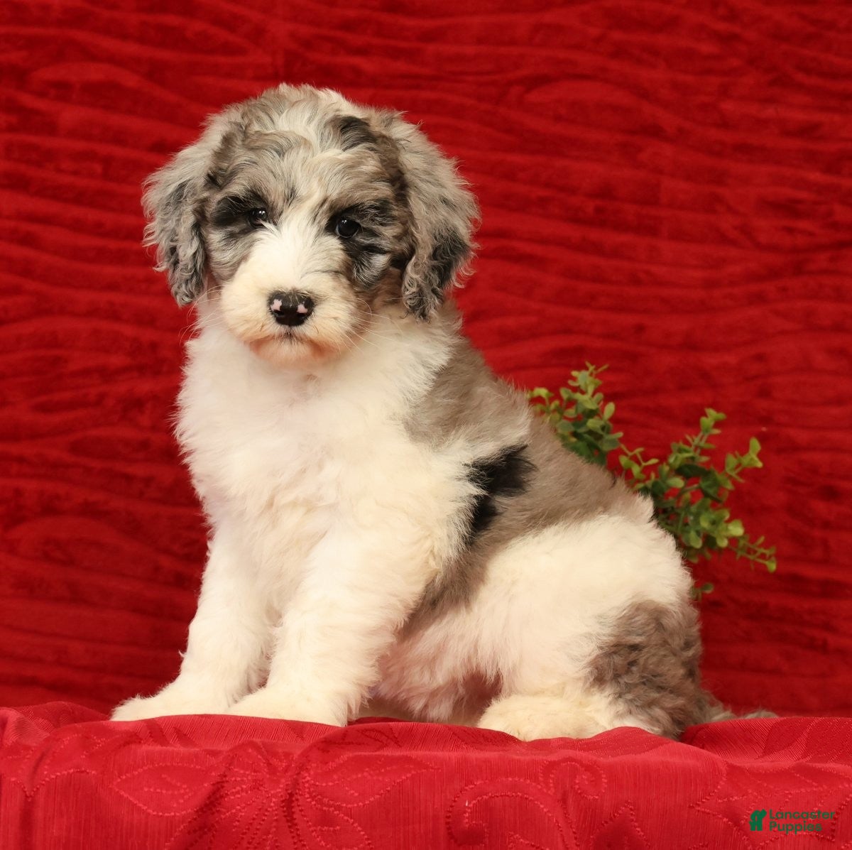 Sheepadoodle dogs for sale: Bella - Ad 2