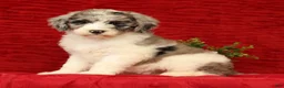 Sheepadoodle dogs for sale: Bella - Ad 2