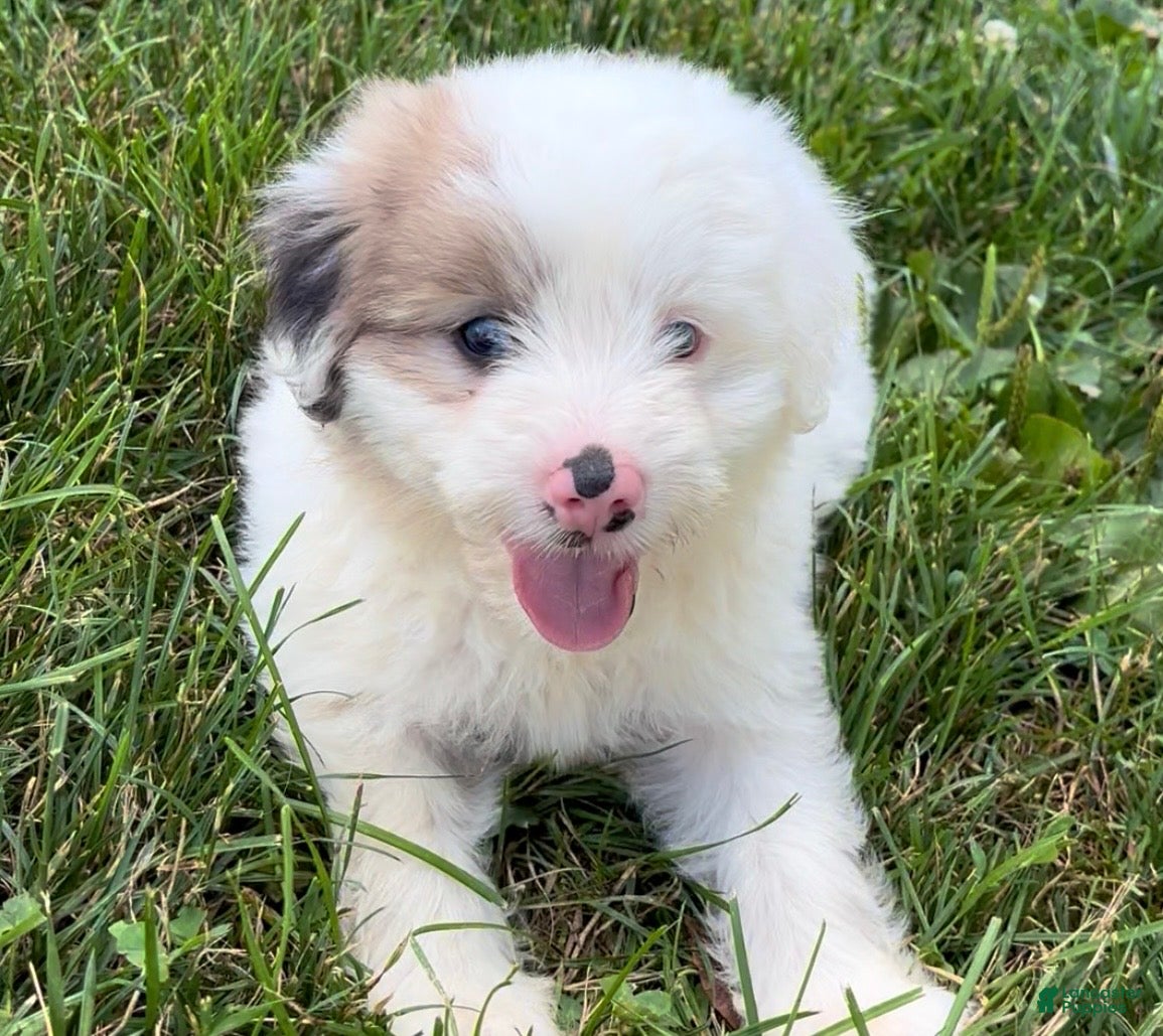 Mini Aussiedoodle dogs Cash - Ad 2