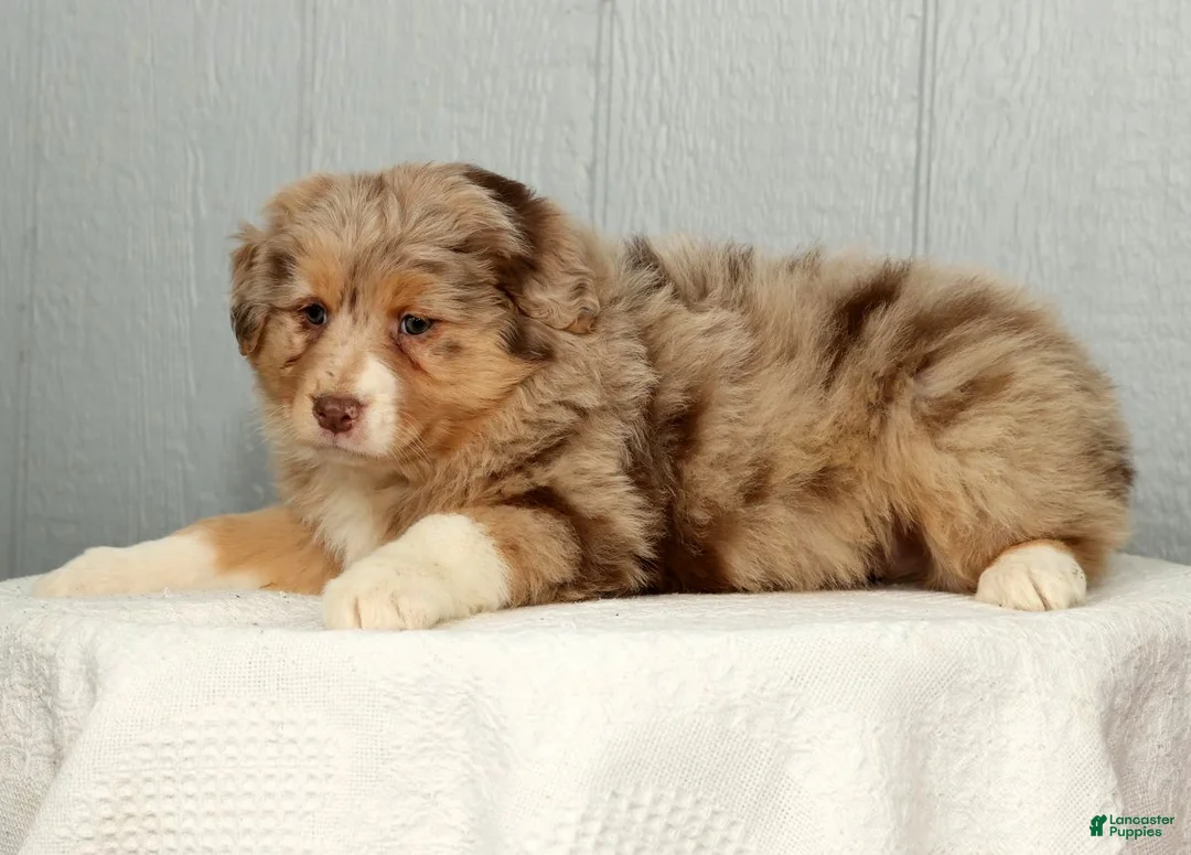 Australian Shepherd dogs for sale: Fern - Ad 3