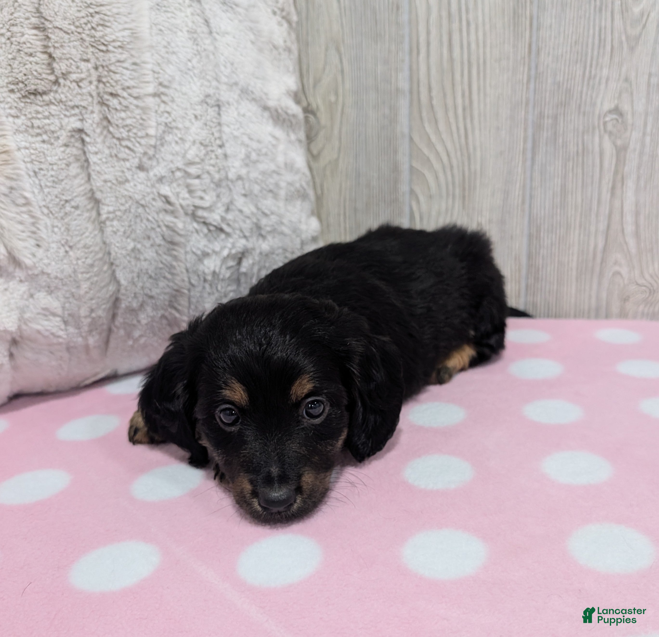Dachshund dogs Allie - Ad 2