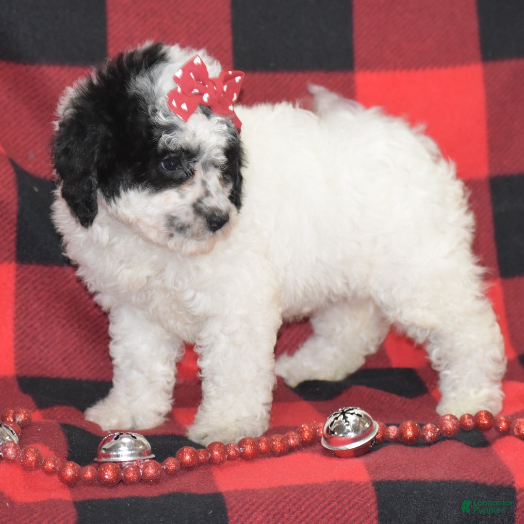 Miniature Poodle dogs for sale: Zandra - Ad 6