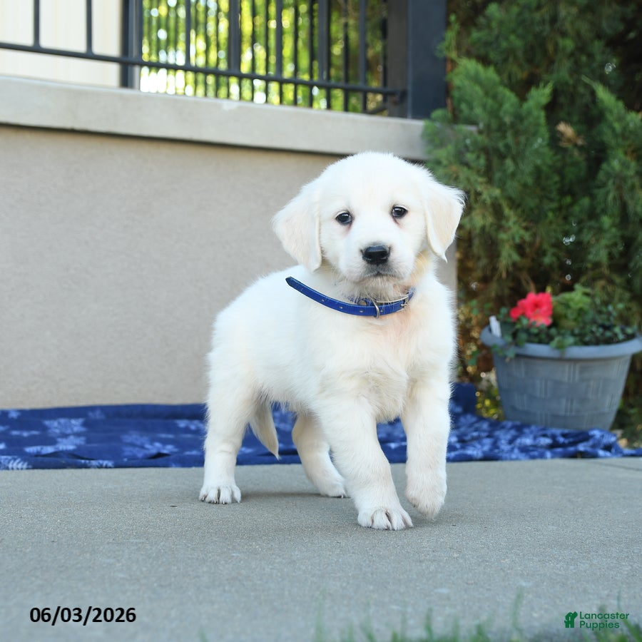 Golden Retriever dogs for sale: Formosa - Ad 4