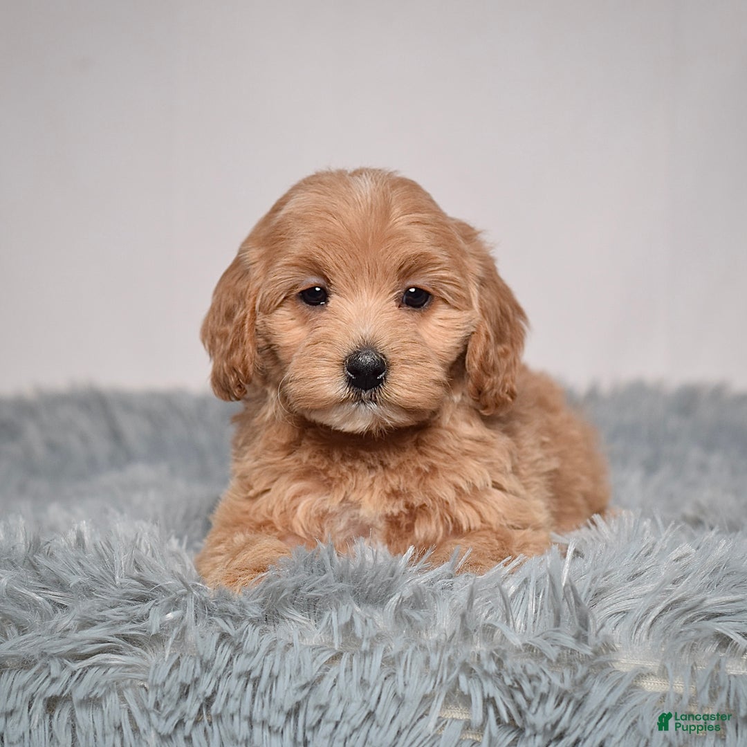 Mini Goldendoodle dogs for sale: Ms. Robinne  - Ad 2