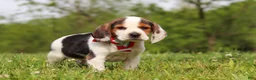 Beagle dogs for sale: Ranger - Ad 5
