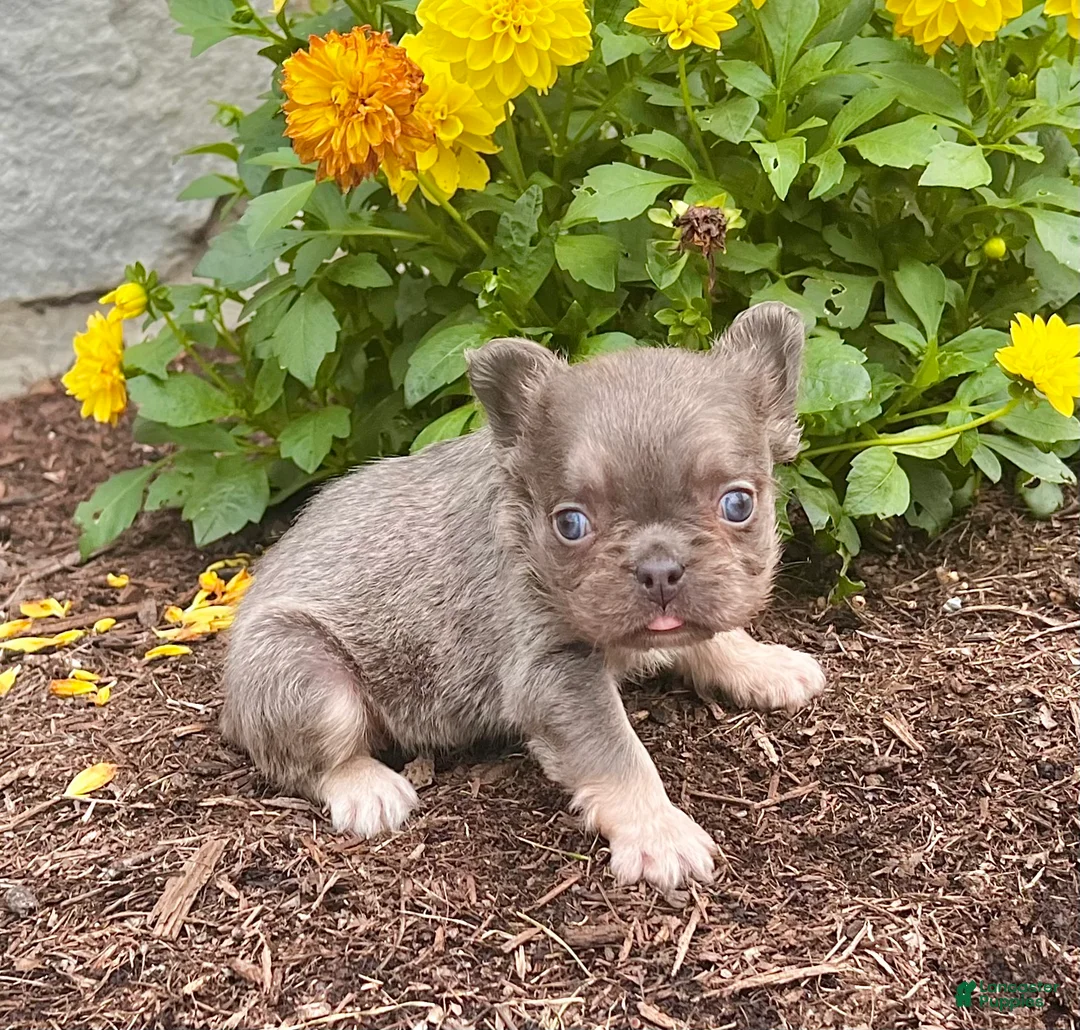 French Bulldog dogs for sale: Bliss - Ad 4