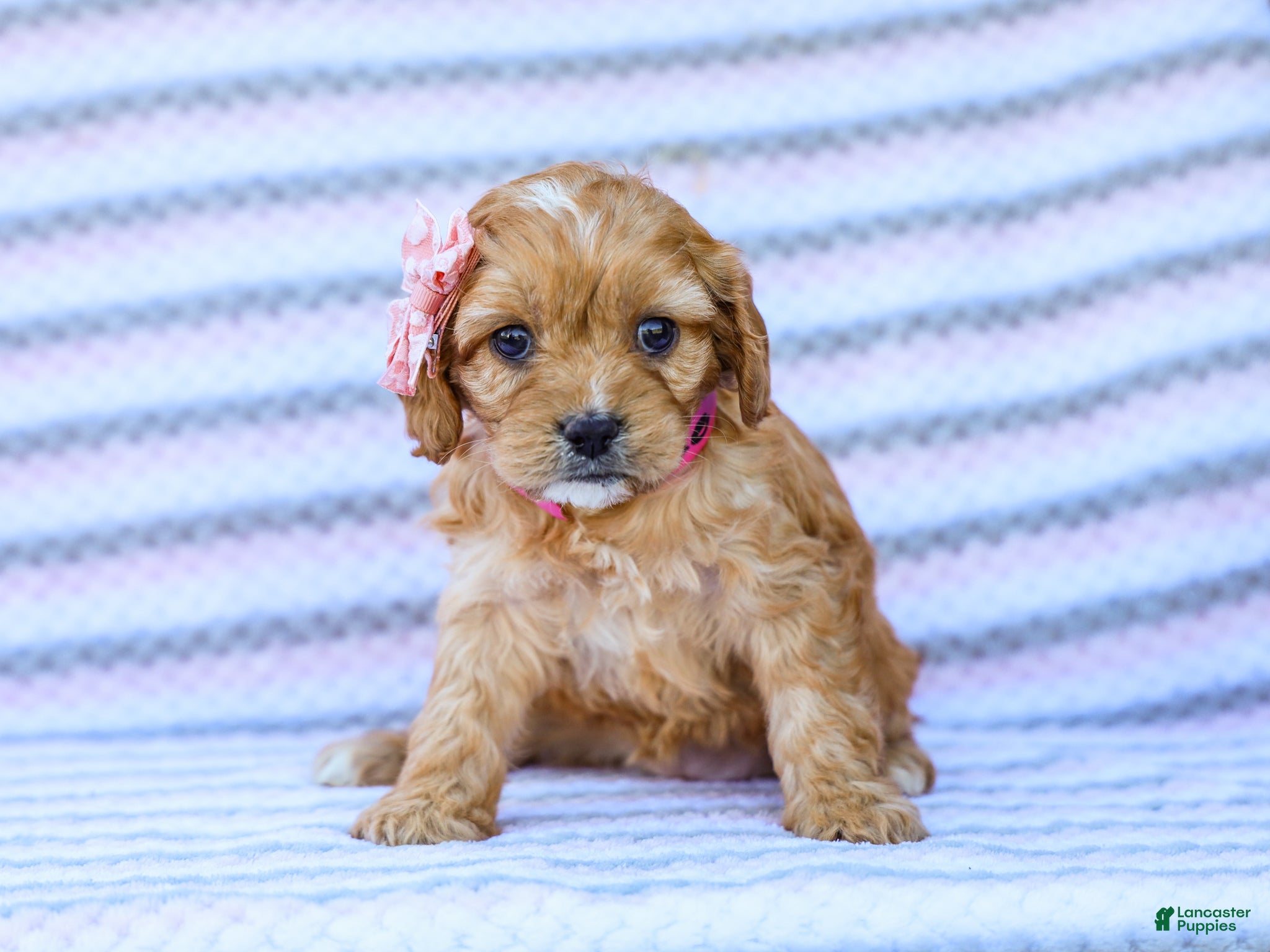 Cavapoo dogs Barbie - Ad 1