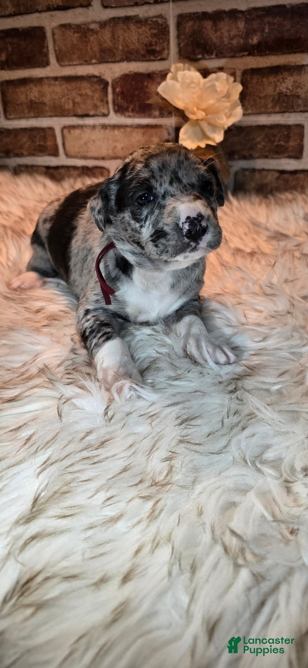 Mixed Breed dogs for sale: Willow - Ad 2