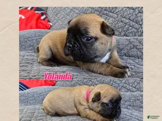 Frenchton dogs Yolanda - Ad 3