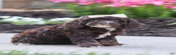Cockapoo dogs for sale: Sylvia - Ad 4