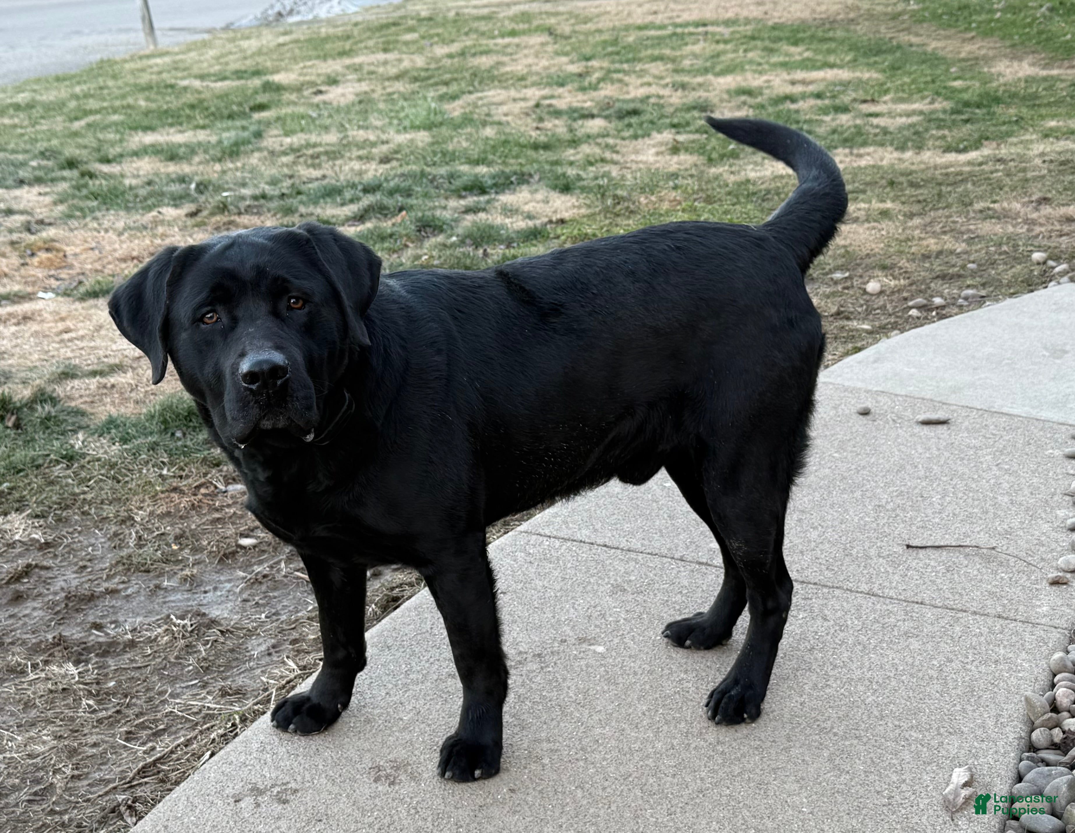 Labrador Retriever dogs Otso King of the Forest- Bear  - Ad 1