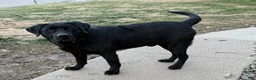 Labrador Retriever dogs for stud: Otso King of the Forest- Bear  - Ad 1