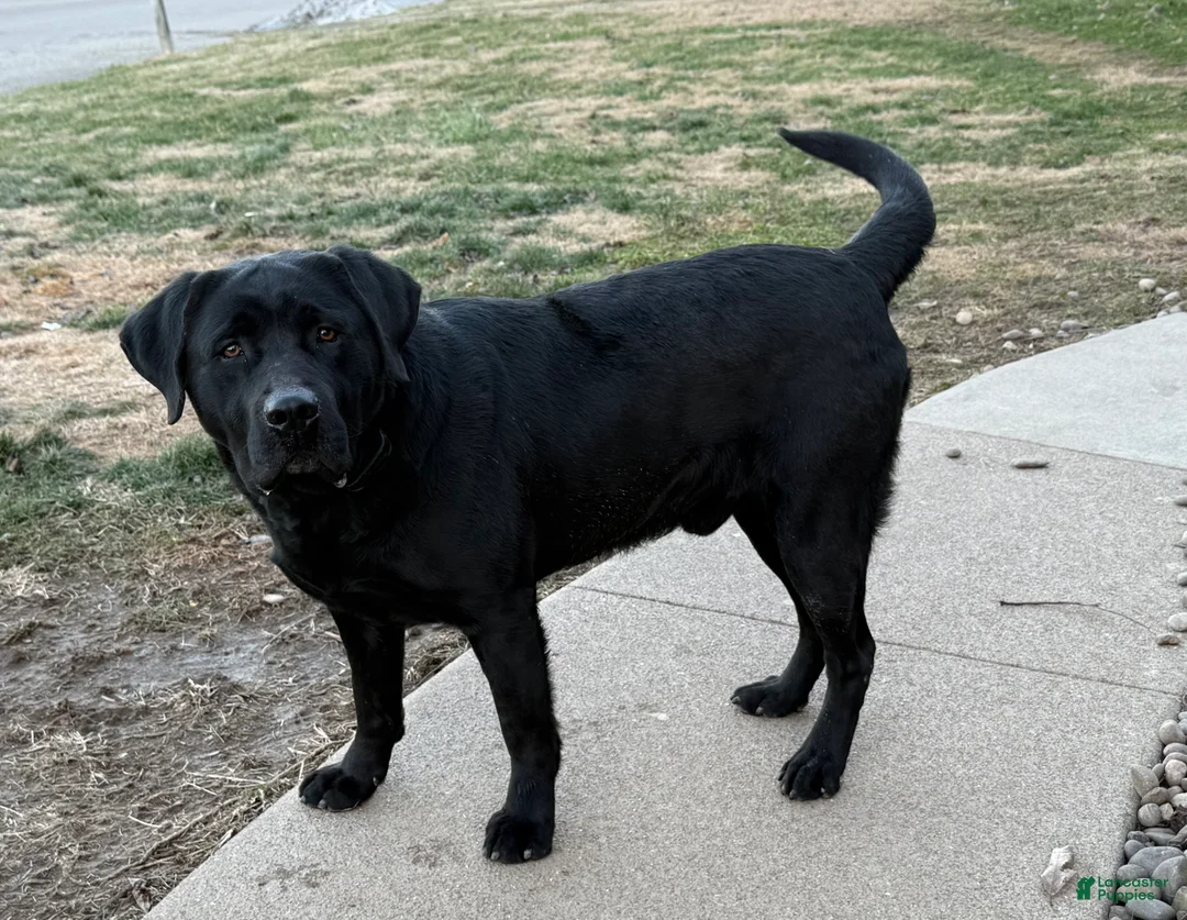 Labrador Retriever dogs for stud: Otso King of the Forest- Bear  - Ad 1