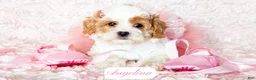 Cavapoo dogs for sale: Angelina - Ad 18