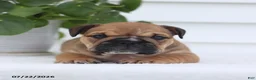 English Bulldog dogs for sale: Chuck - Ad 1