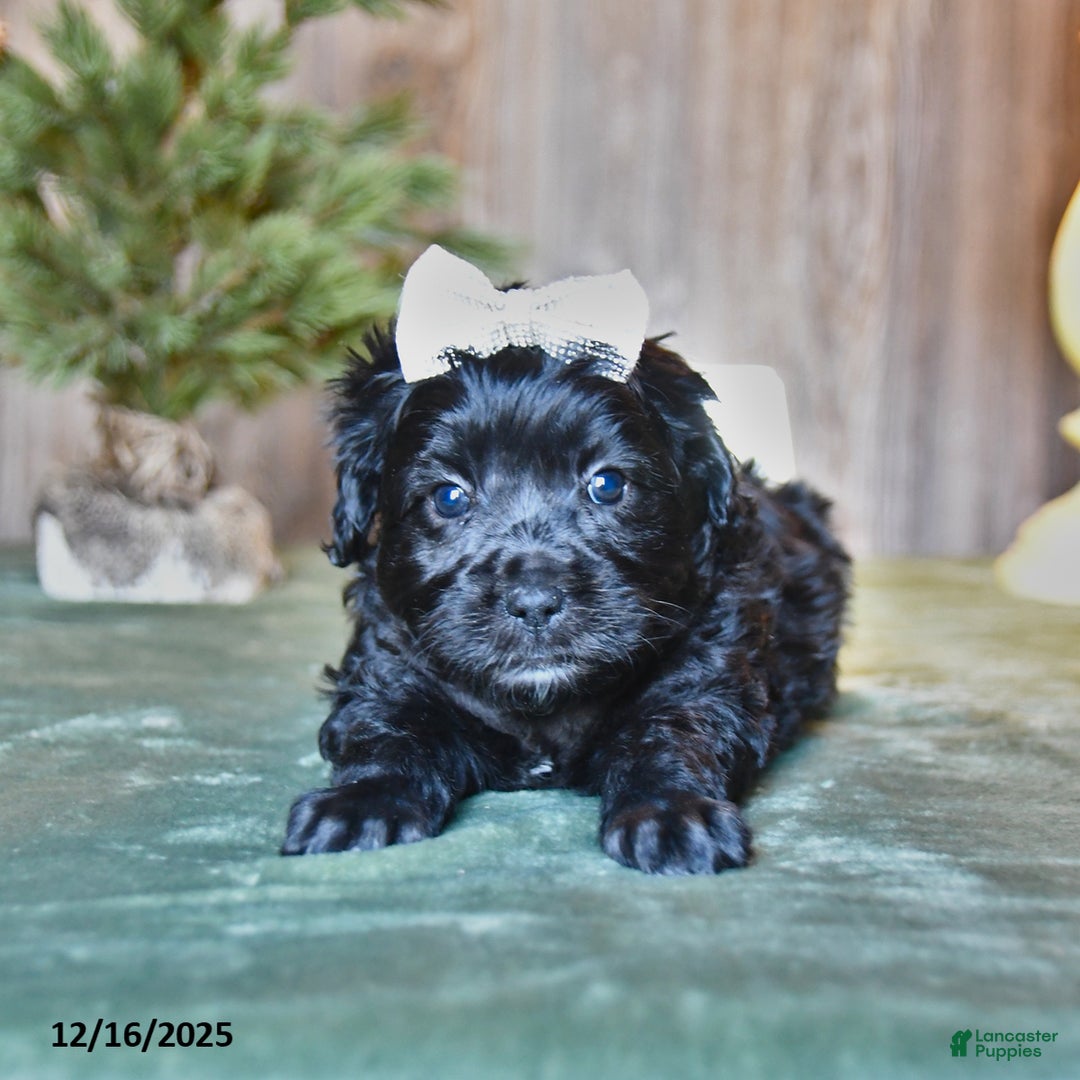 Mini Aussiedoodle dogs for sale: Saphire - Ad 2