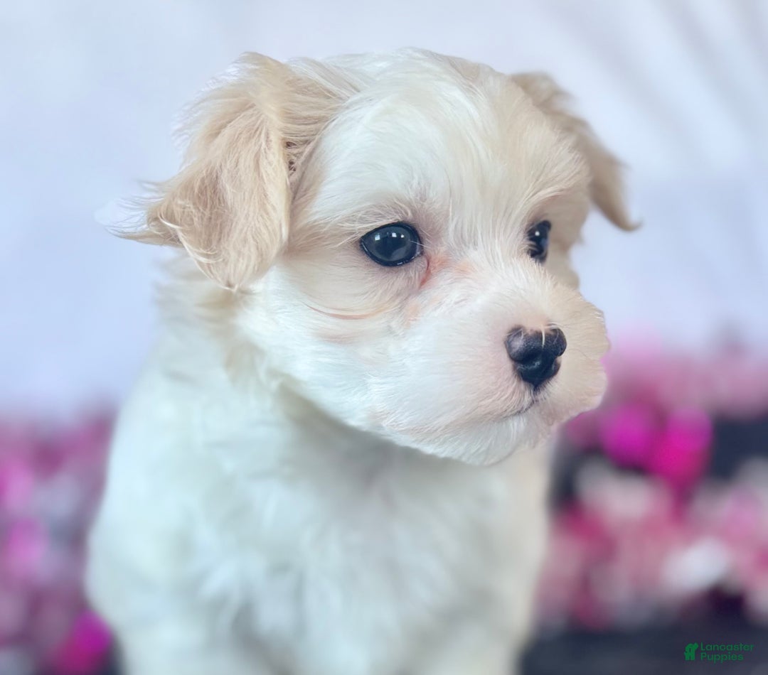 Maltese dogs for sale: Colton - Ad 4
