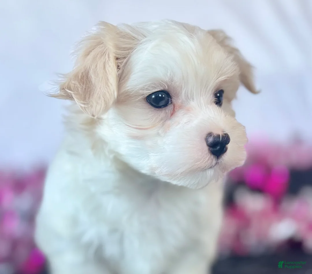 Maltese dogs for sale: Colton - Ad 15