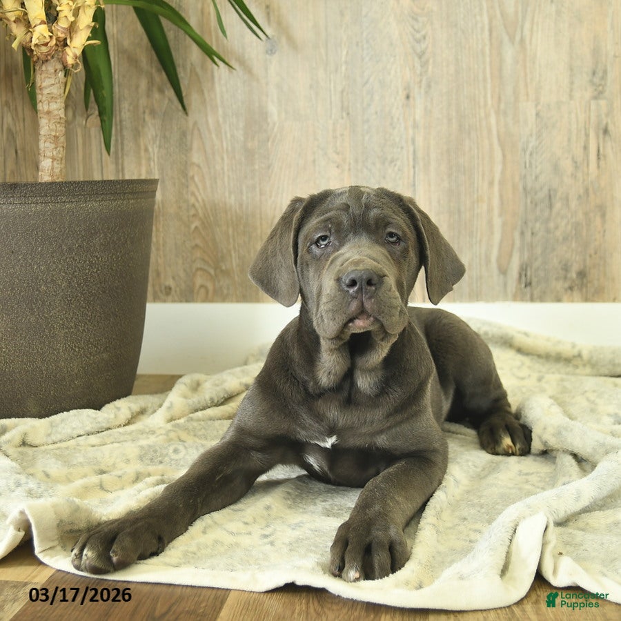 Cane Corso dogs Avalon - Ad 1