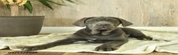 Cane Corso dogs for sale: Avalon - Ad 1