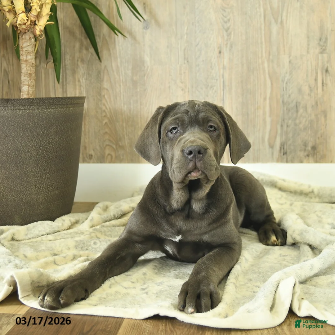 Cane Corso dogs for sale: Avalon - Ad 1