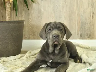 Cane Corso dogs for sale: Avalon - Ad 2