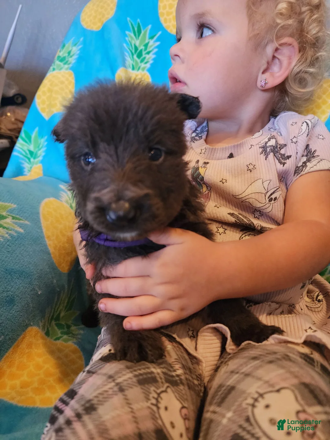 German Shepherd dogs for sale: German Shepherd 7 - Ad 2