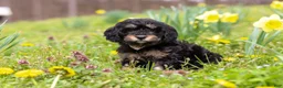 Cavapoo dogs for sale: Cupcake - Ad 3
