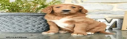 Goldendoodle dogs for sale: Jack  - Ad 1