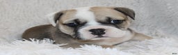 English Bulldog dogs for sale: Rollo - Ad 2