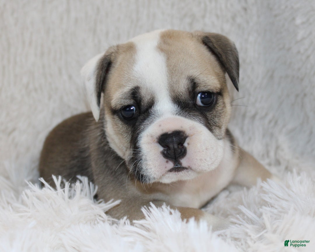 English Bulldog dogs for sale: Rollo - Ad 2