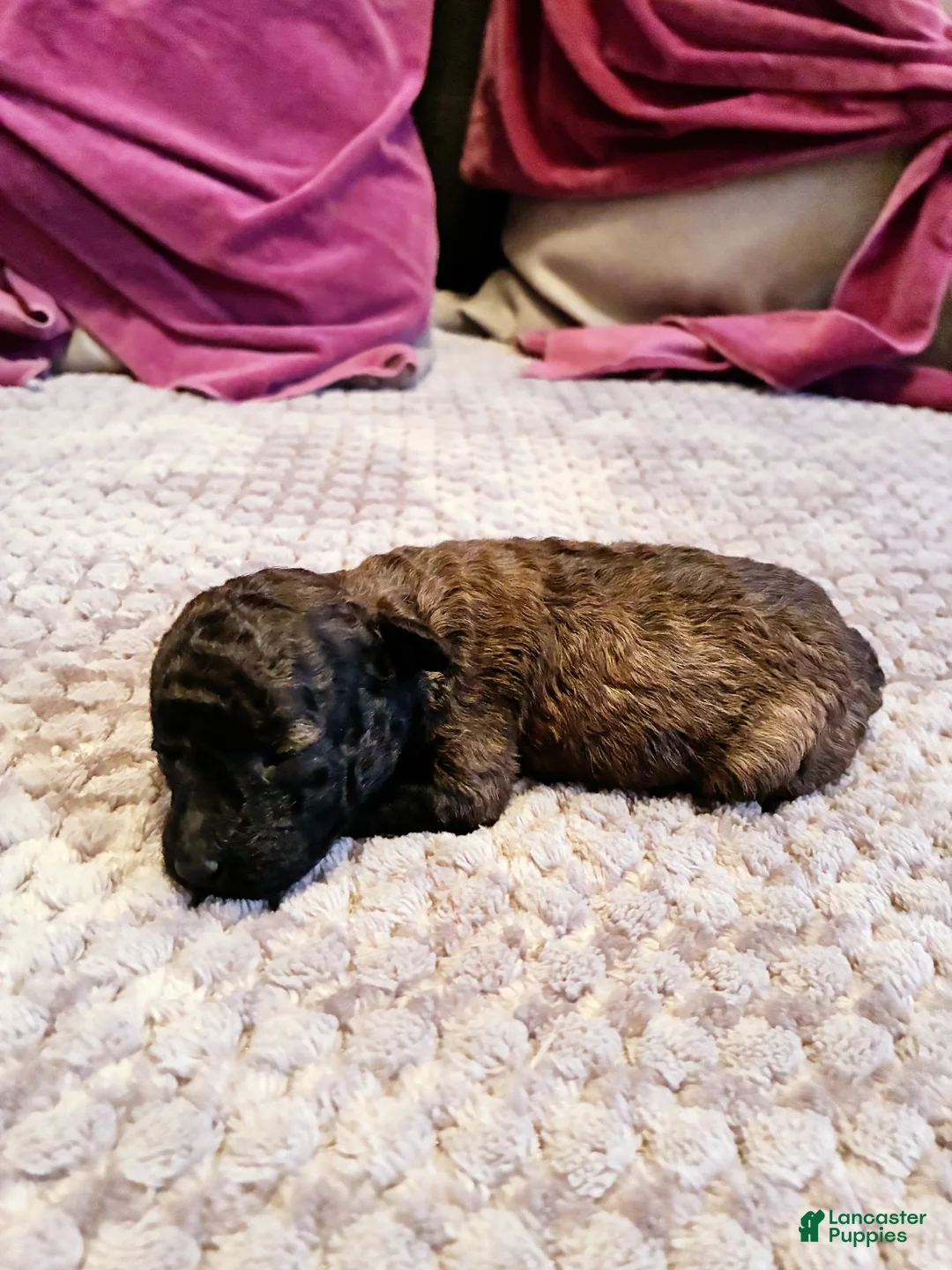 Toy Poodle dogs for sale: Diomedes Toy Poodle Puppy 4 - Ad 3