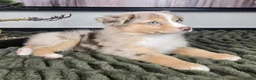 Miniature Australian Shepherd dogs for sale: Rusty - Ad 4