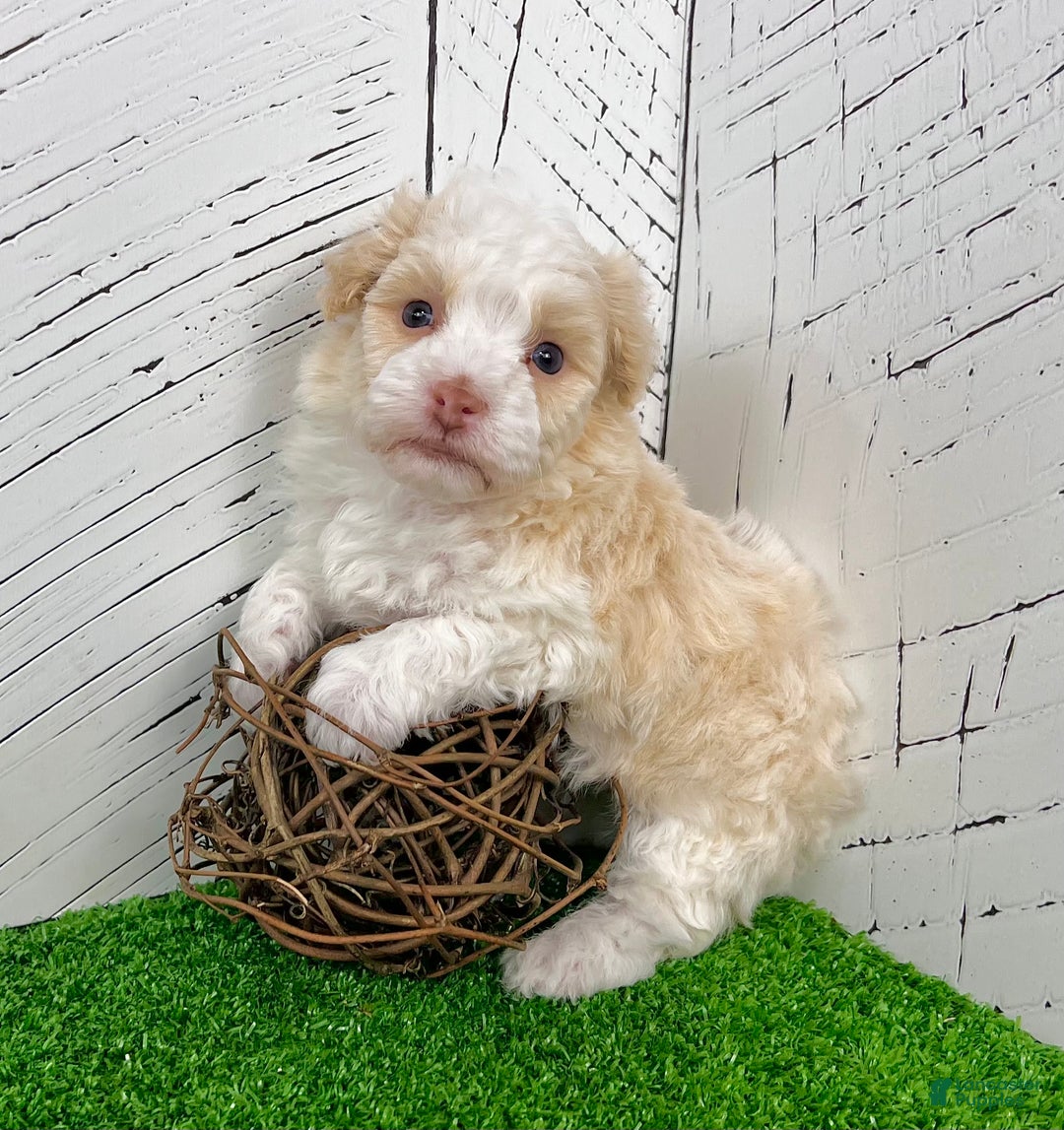 Havanese dogs for sale: Ralph - Ad 7