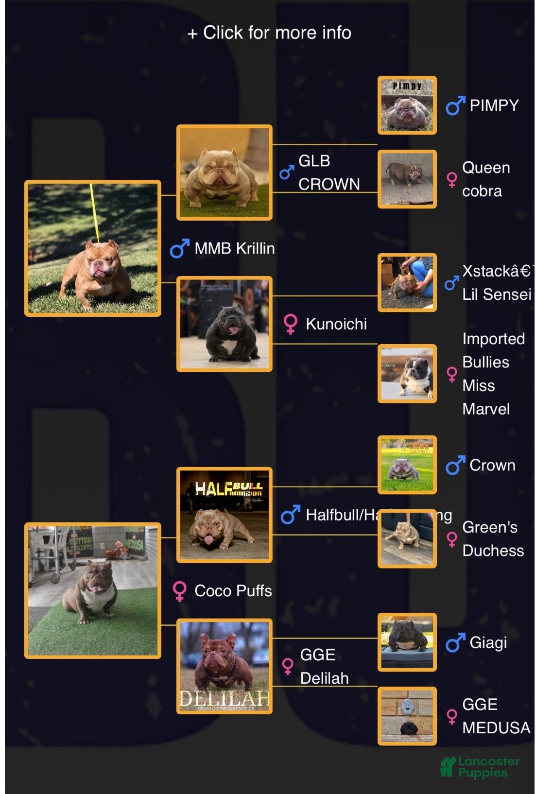 American Bully dogs for sale: Princess cherry - Ad 2