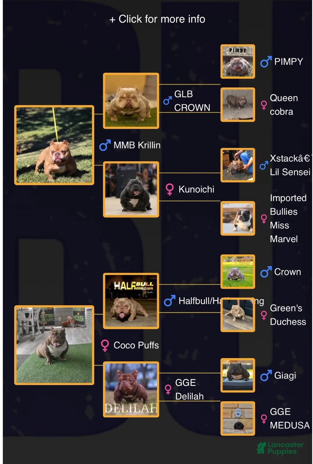 American Bully dogs for sale: Princess cherry - Ad 2
