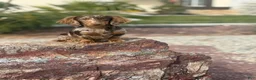 Miniature Dachshund dogs for sale: Rose - Ad 5