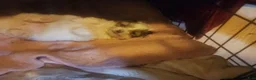 Pomapoo dogs for sale: Pomapoo 2 - Ad 2